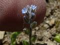 Small-Flowered Forget-Me-Not